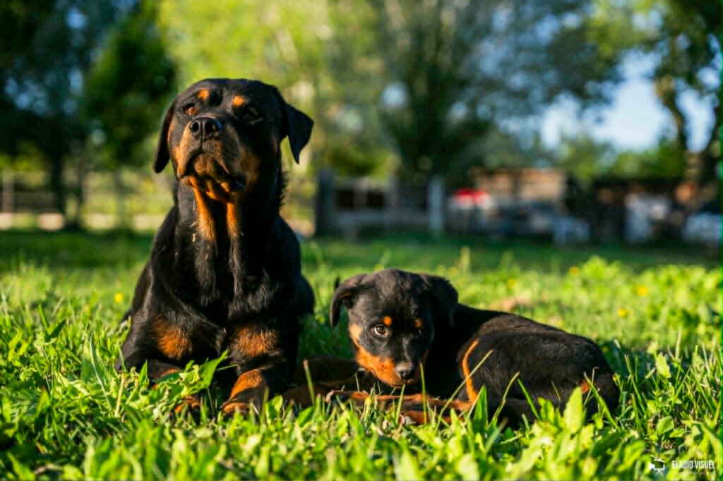 VENTES DE CHIOTS ROTTS